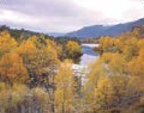 Natural Color